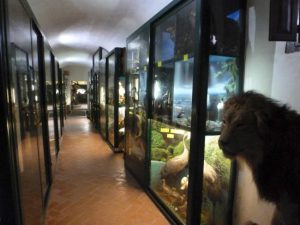 corridoio museo zoologico