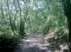 nature preserve of Monte Serra of Sotto